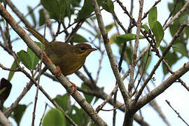 Masked Yellowthroat