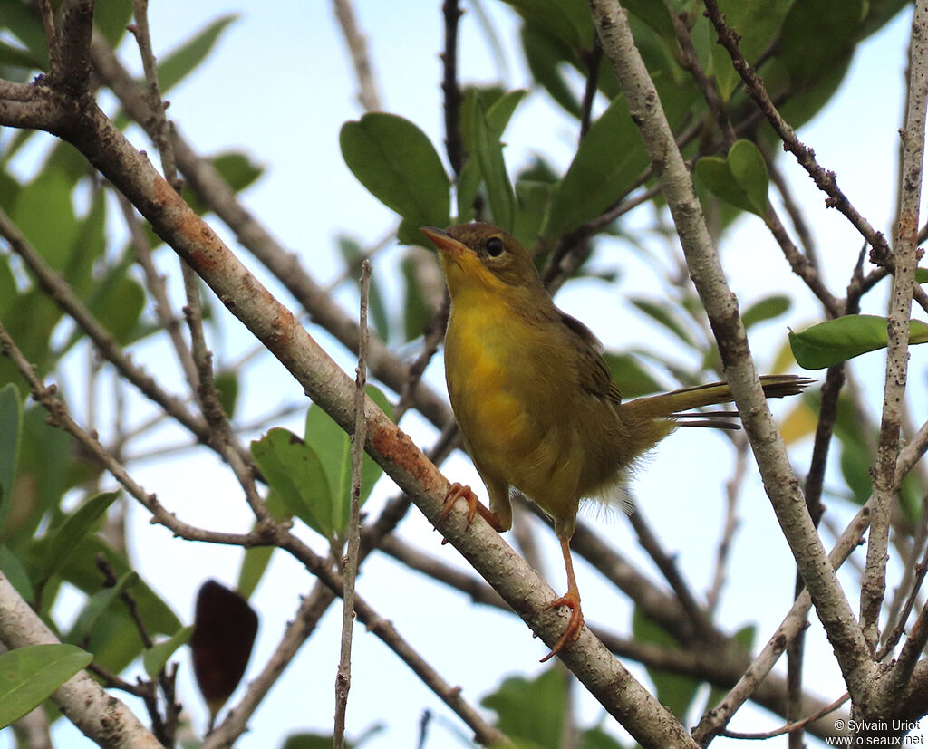 Masked Yellowthroat female adult