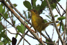 Masked Yellowthroat