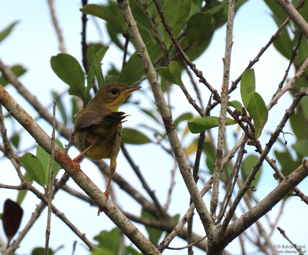 Masked Yellowthroat female adult