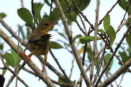 Masked Yellowthroat