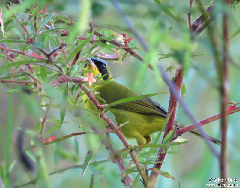 Masked Yellowthroat male adult