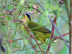 Masked Yellowthroat