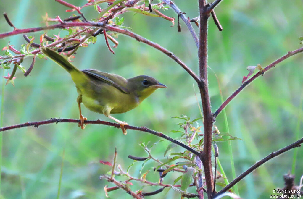 Paruline équatoriale femelle adulte