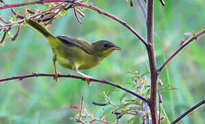 Masked Yellowthroat