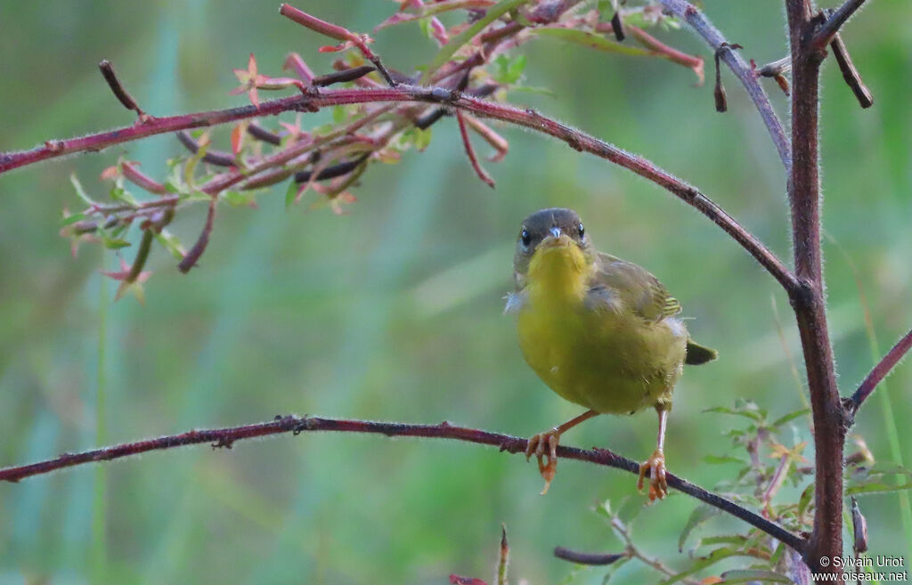 Paruline équatoriale femelle adulte