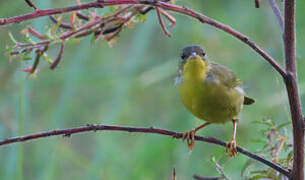 Masked Yellowthroat