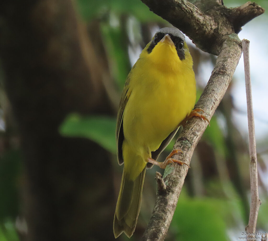 Masked Yellowthroat male adult