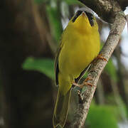 Masked Yellowthroat