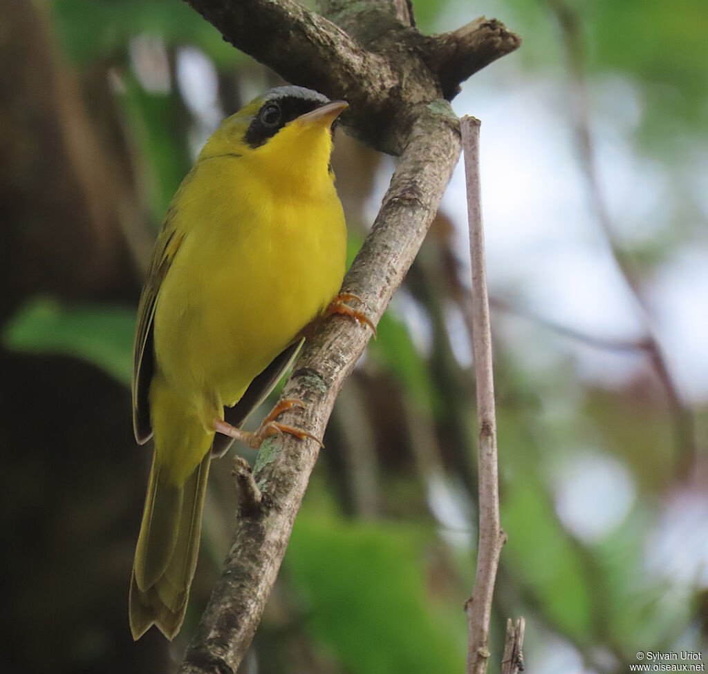 Masked Yellowthroat male adult