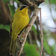 Masked Yellowthroat