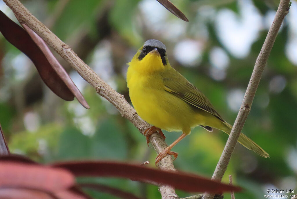 Masked Yellowthroat male adult