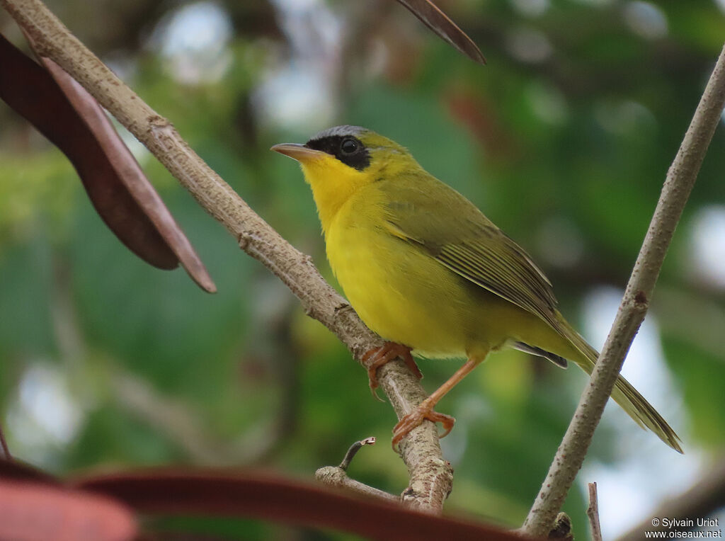 Masked Yellowthroat male adult