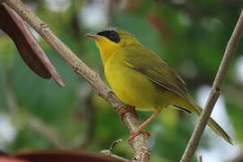 Masked Yellowthroat