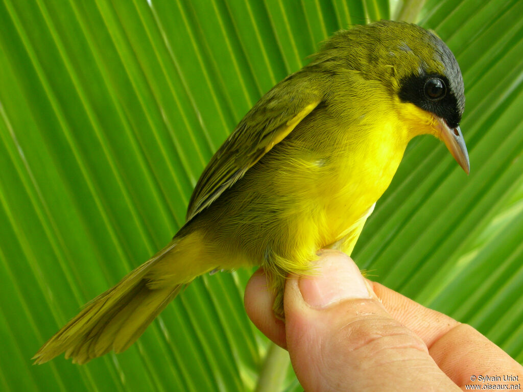 Masked Yellowthroat male adult