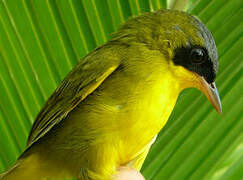 Masked Yellowthroat