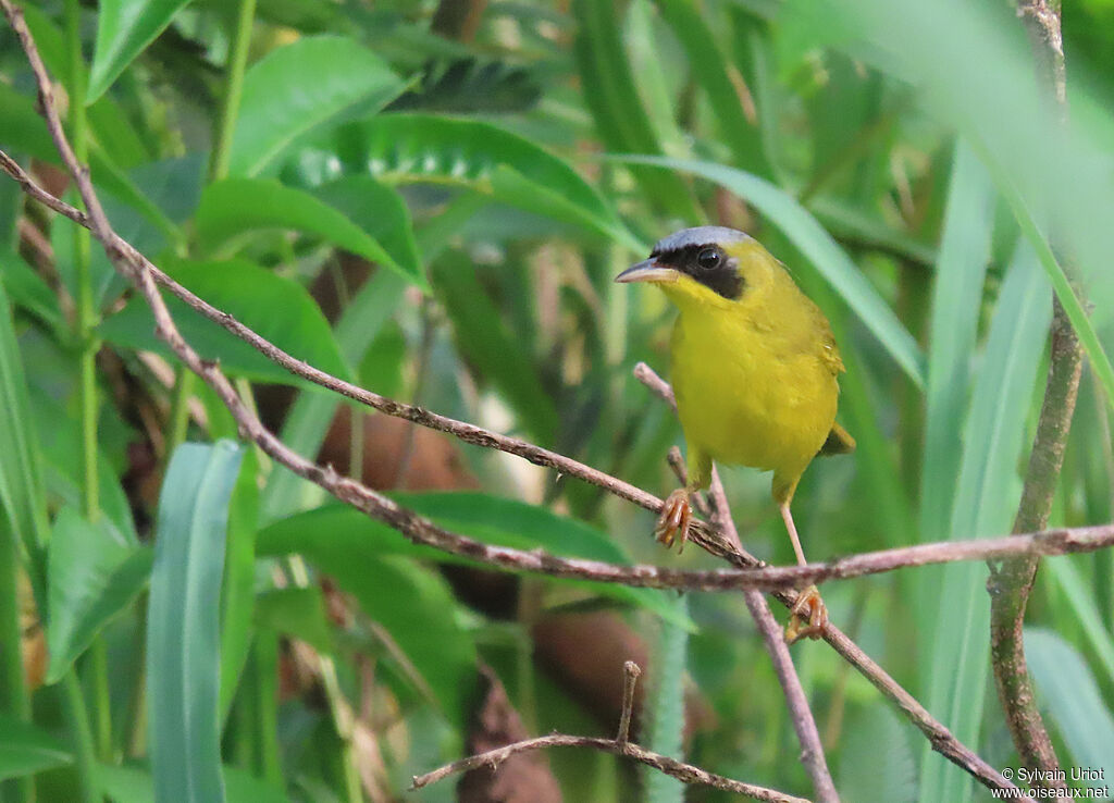 Masked Yellowthroat male adult