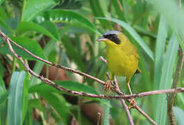 Masked Yellowthroat