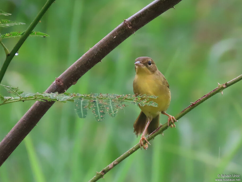 Masked Yellowthroat female immature