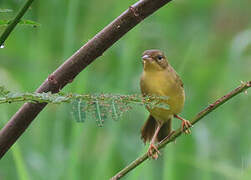 Masked Yellowthroat