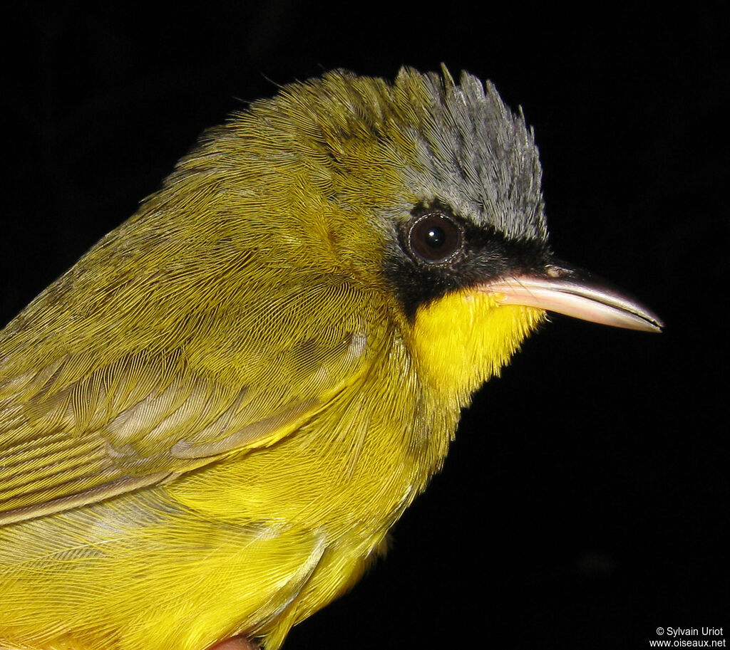 Masked Yellowthroat male adult