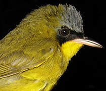 Masked Yellowthroat