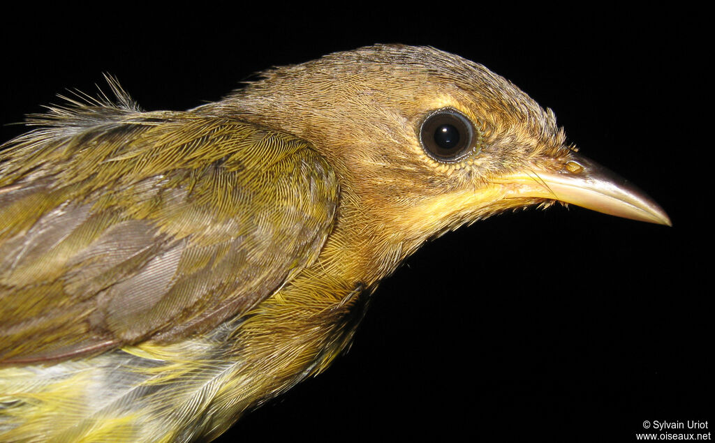 Masked Yellowthroatimmature