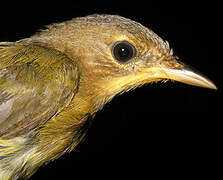 Masked Yellowthroat