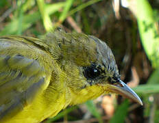 Masked Yellowthroat