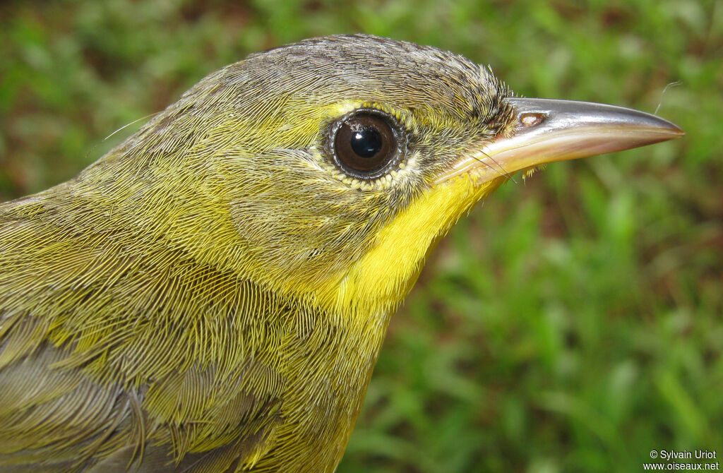 Paruline équatoriale femelle adulte