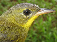 Masked Yellowthroat