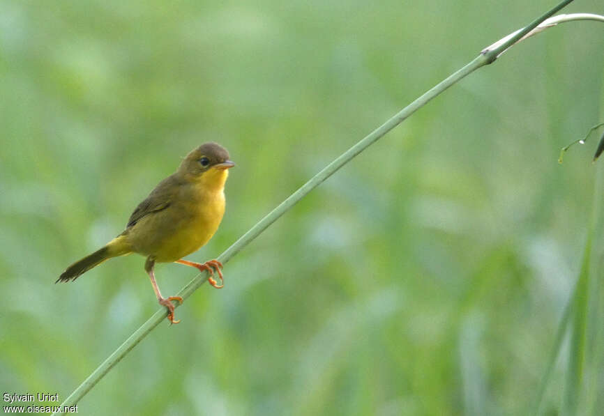 Paruline équatoriale femelle adulte