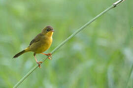 Masked Yellowthroat