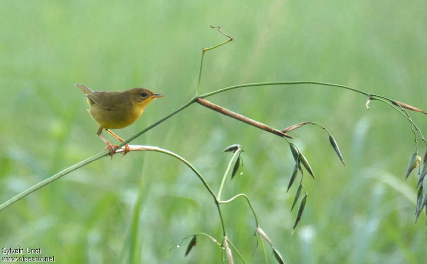 Masked Yellowthroat female adult, Behaviour