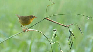 Masked Yellowthroat