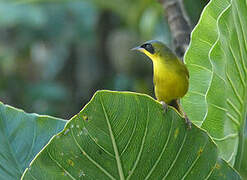 Masked Yellowthroat