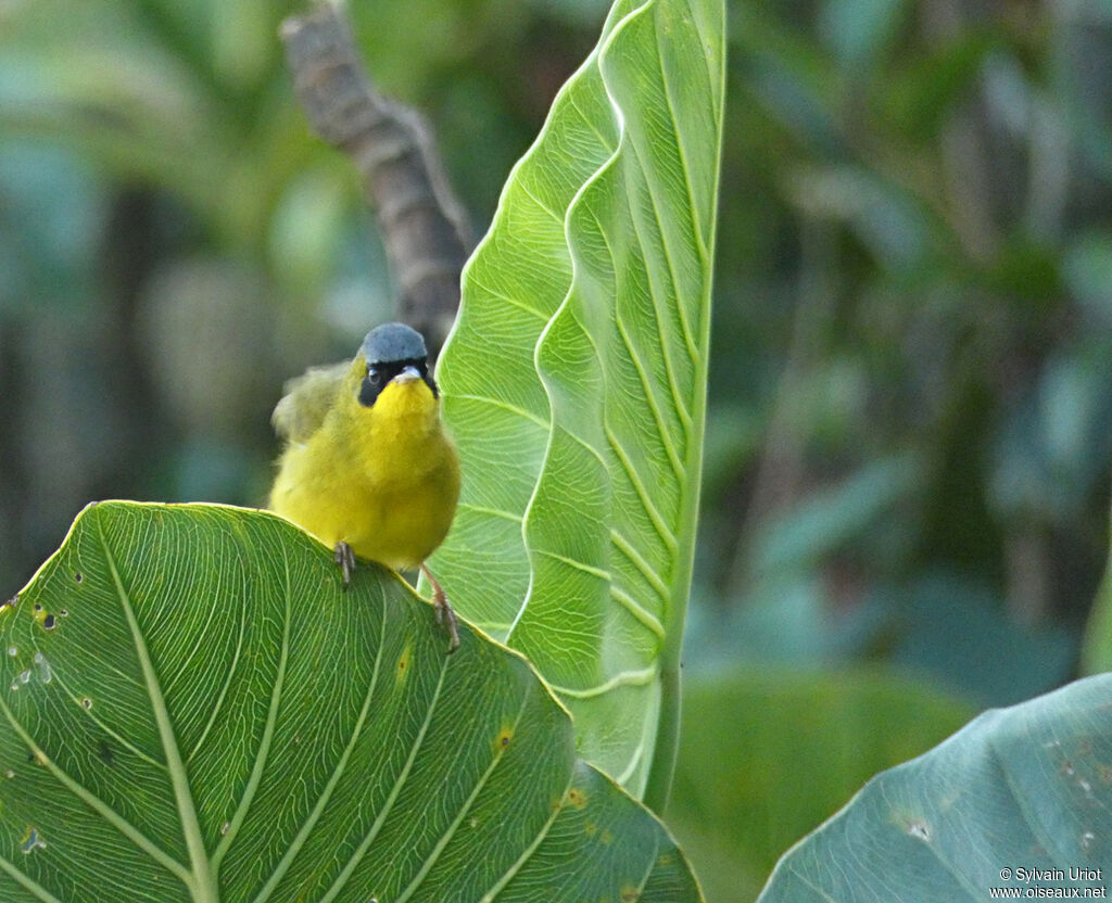 Masked Yellowthroat male adult