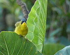 Masked Yellowthroat