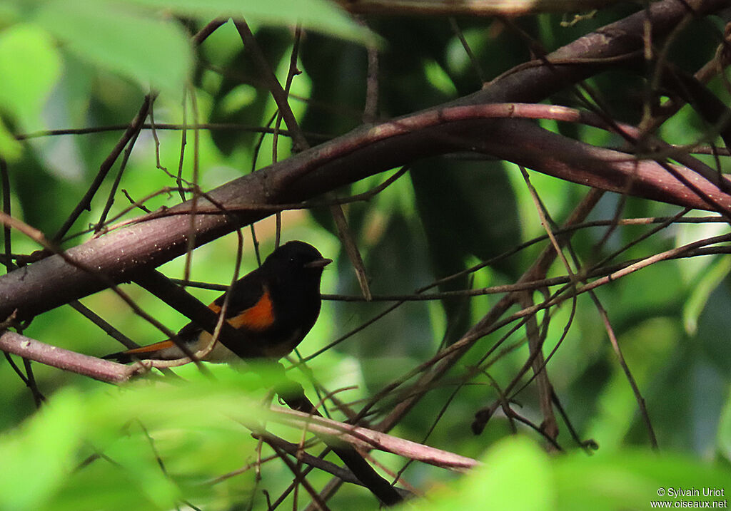 American Redstart male adult