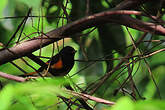 Paruline flamboyante