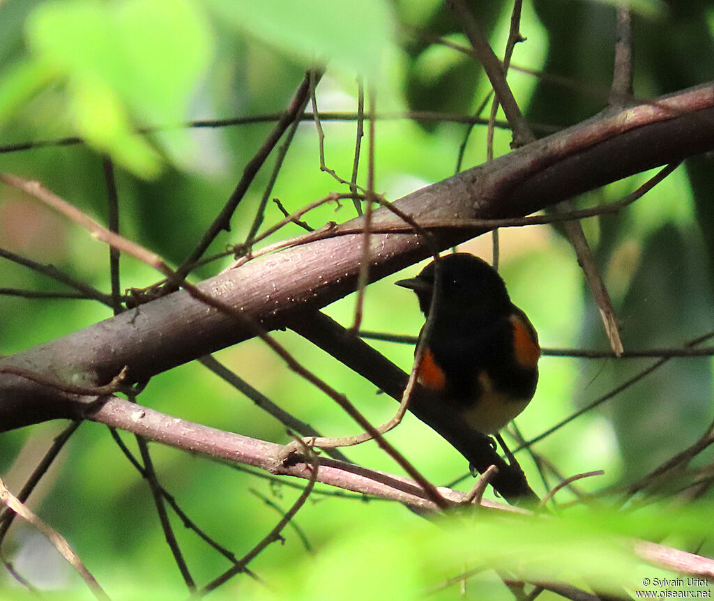 American Redstart male adult