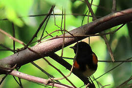 American Redstart