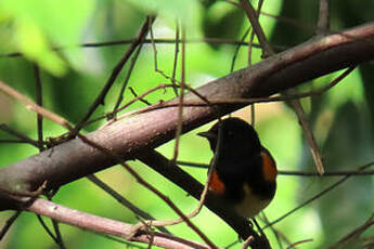 Paruline flamboyante