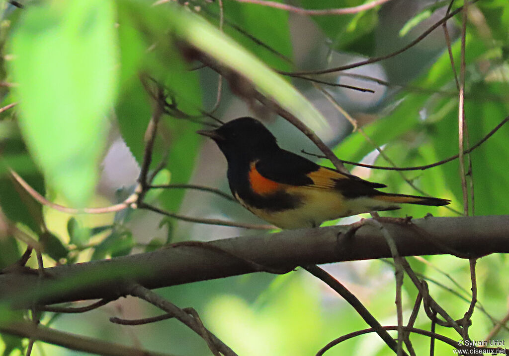 American Redstart male adult