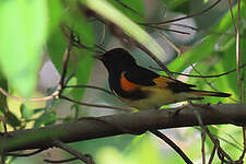 Paruline flamboyante