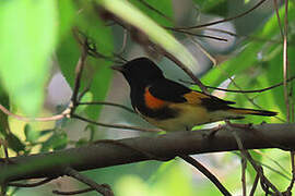 Paruline flamboyante