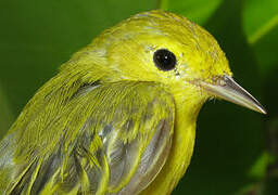 Paruline jaune