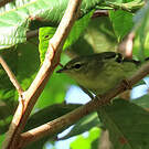 Paruline rayée