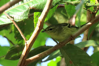 Paruline rayée