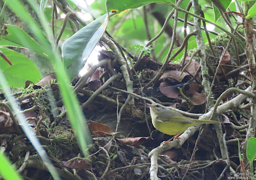 Three-banded Warbler